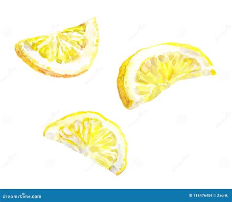 Watercolor Painted Lemon Slices Stock Photo Image Of Orange Lemon