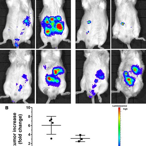 Tumor Growth Of Ab12 Mm Cells In Vivo A Balb C Mice Were Injected Download Scientific