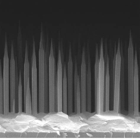 Typical Sem Image Of Algaas Nws With 10 Gaas Qds Grown On Si 111 Download Scientific Diagram