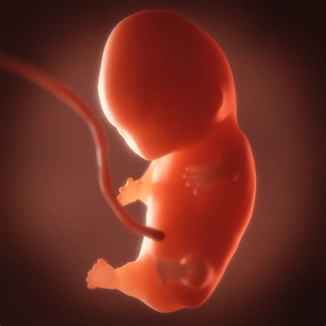 Human Embryo Fetus Growth Animation D Model Animated Rigged Max Obj