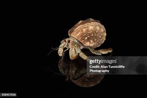 Hermits Photos And Premium High Res Pictures Getty Images