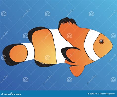 Clown Fish Stock Vector Illustration Of Water Slimy 2840719