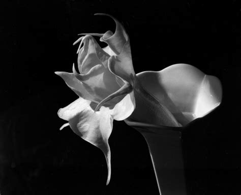 Imogen Cunningham Photography Gallery – Telegraph