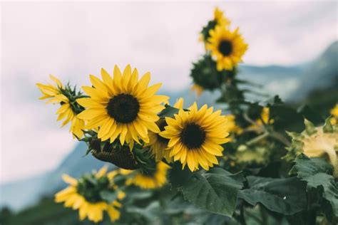 Background Taman Bunga Matahari Chevrefeuille S Haiku Blog Sunflower