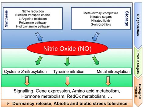 Frontiers Nitric Oxide Implication In The Control Of Seed Dormancy