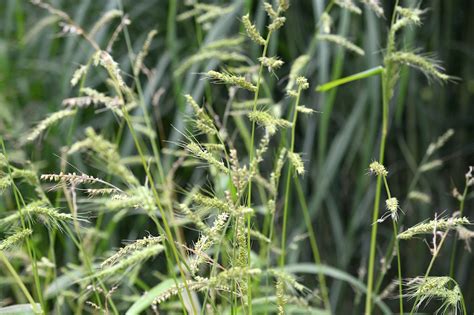 Melinis Repens Natal Gras Rubingras Familie Der S Gr Ser Herkunft Aus