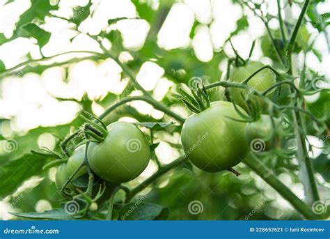 Tomates Verdes Sin Madurar En El Invernadero Imagen De Archivo Imagen