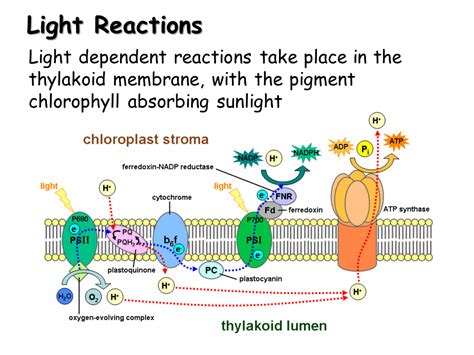 Light Reaction Definition Biology Definition Hjo