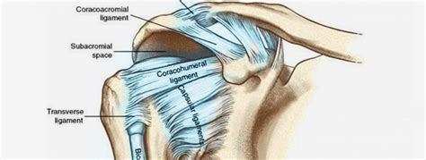 Neer Test For Subacromial Impingement Pilates Therapy