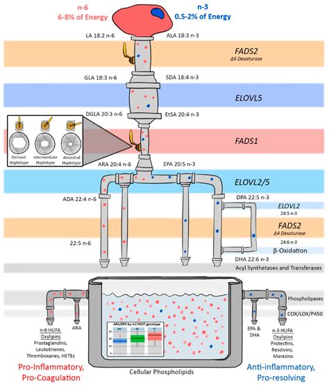 Illustration Of The Lc Pufa Biosynthesis Pathway Showing How Fads