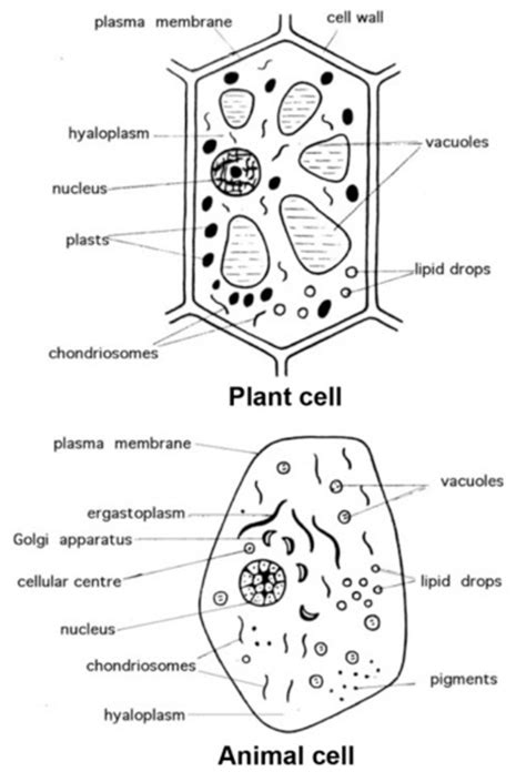 Plant And Animal Cell Diagrams To Label