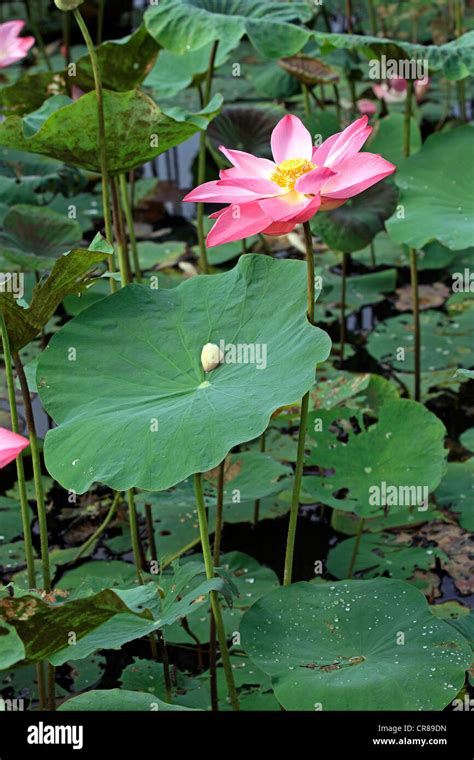 Indian Lotus Nelumbo Nucifera Flower Kota Kinabalu Sabah Malaysia