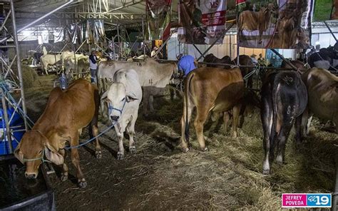 En Su Segundo D A Se Desarrolla Con Xito La Feria Ganadera Navide A