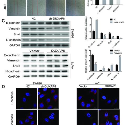 Duxap8 Promoted Crc Cell Invasion Migration And Emt A Transwell