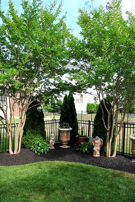 Best Trees For Front Yard That Will Enhance Privacy Artofit