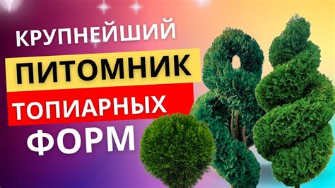 Крупнейший питомник топиарных форм в России - YouTube