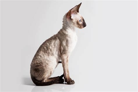 Cornish Rex Breed Profile Cat World