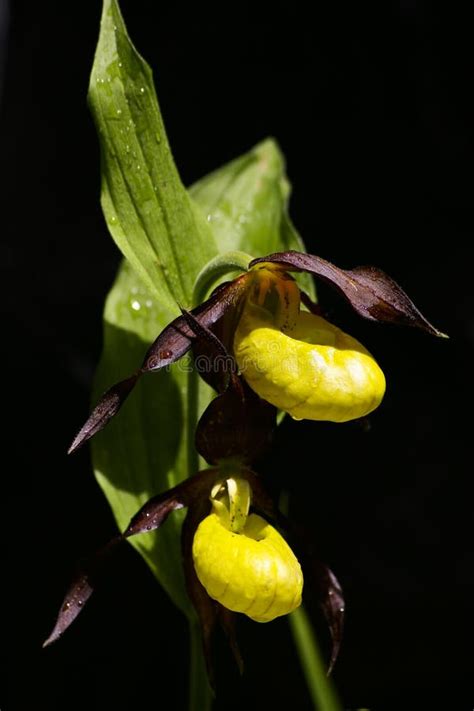 Cypripedium calceolus stock image. Image of rare, flower - 14448075