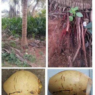 Concentration And Quality Of RNA From Mature Coconut Tree Root And