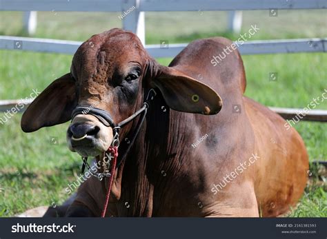 Beef Cattle Breeder American Brahman Red Stock Photo