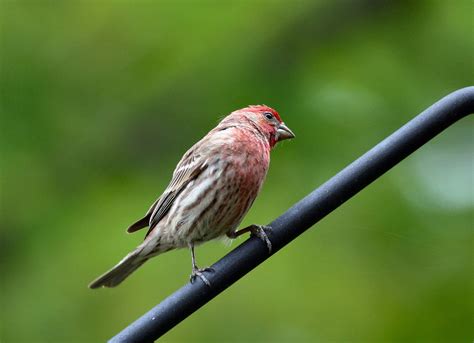 Free House Finch Male Stock Photo