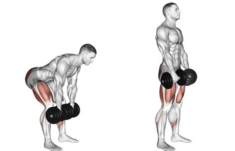 Dumbbell Romanian Deadlifts Train Your Hamstrings Without A Leg Curl