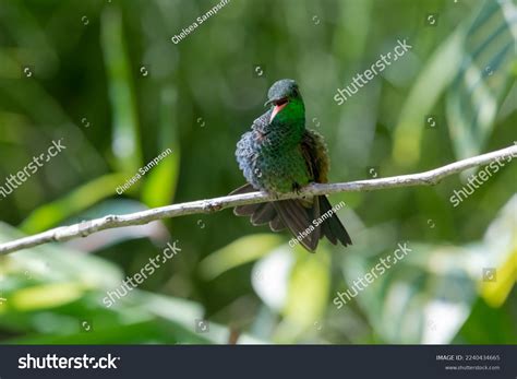 Happy Hummingbird Beak Open Fluffing Feathers Stock Photo 2240434665