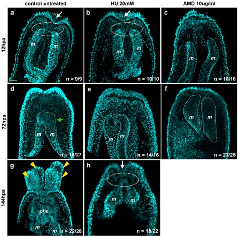 Inhibition Of De Novo Transcription Blocks Regeneration At An Earlier