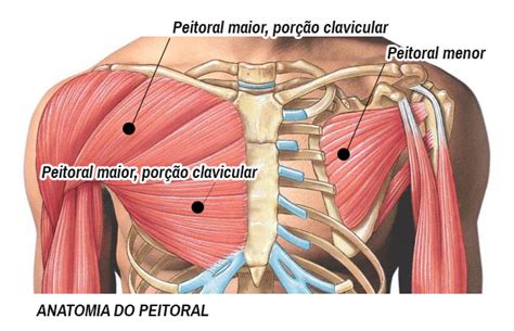 Músculos peitoral Médio Caderno da Educação Física