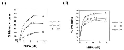 Basis For Avid Homologous Dna Strand Exchange By Human Rad And Rpa