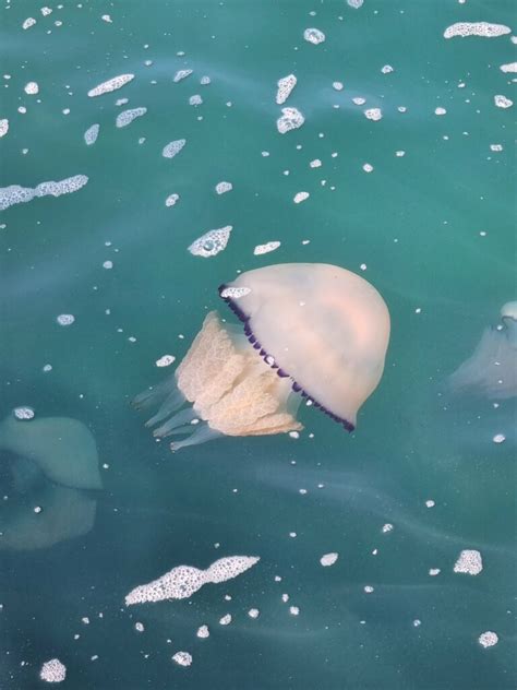 Il Golfo Di Trieste Invaso Da Migliaia Di Meduse Arrivano Ogni Anno