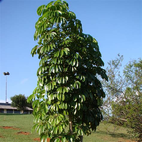 Umbrella Tree Schefflera Actinophylla Tooth Mountain Nursery