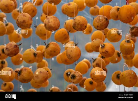 MATURE FRESH YELLOW PERSIMMON FRUIT DRYING ON FARM DA LAT CAU DAT