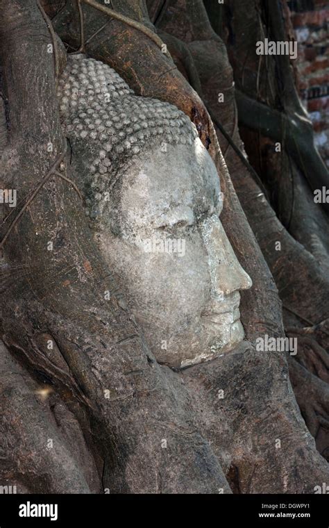 Kopf Buddha Wat Phra Mahathat Ayutthaya Thailand Stockfotos Und Bilder