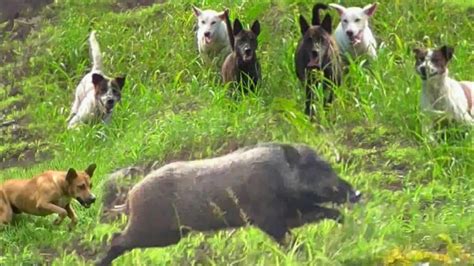 Asli Nekat Raja Babi Hutan Keluar Dari Kebun Jagung Dan Melintasi