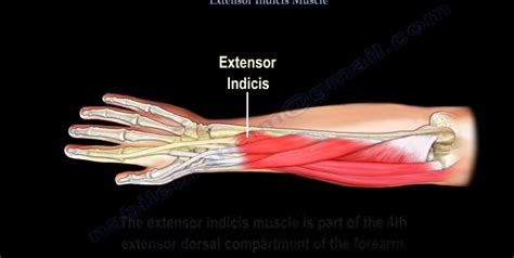 Extensor Indicis Muscle