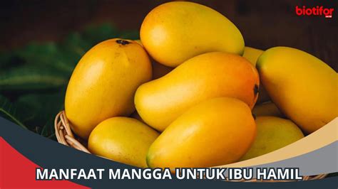 Manfaat Mangga Untuk Ibu Hamil Penting Untuk Disimak Biotifor