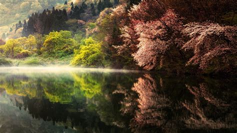 Tall Trees Reflecting On Calm Body Of Water In Landscape Photography 4K ...