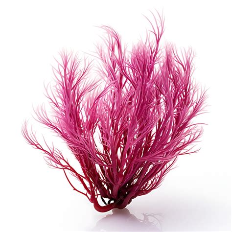 Premium Photo Gracilaria Reddish Or Purplish Algae With Thin