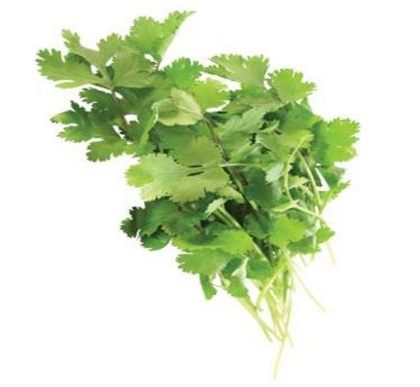 Semillas Cilantro Long Standing Huertitos