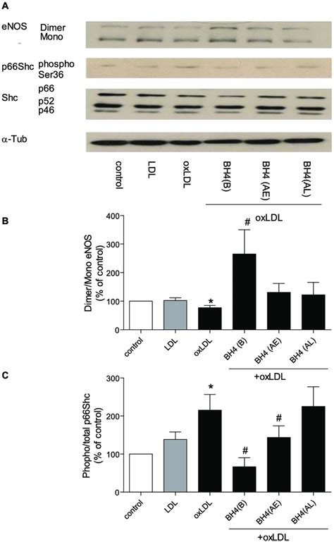 Representive Western Blot A And Densitometric Quantification Of Enos Download Scientific