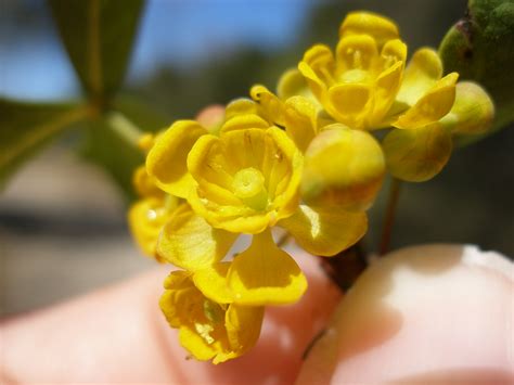 Berberis Trifoliolata