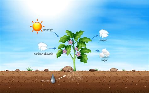 Respiration In Plants Class 11 Notes Leverage Edu