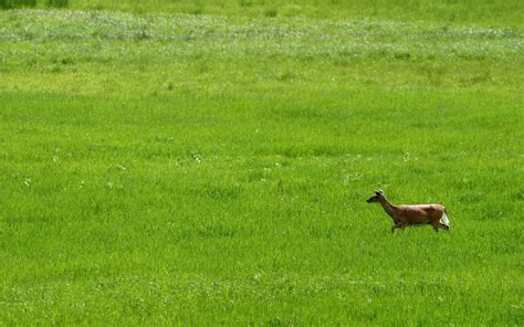 Deer Field Wallpapers Wallpaper Cave