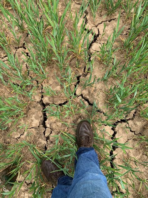 Foliar Feeding Drought Stressed Wheat The Farming Forum