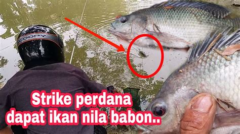 Mancing Mania Gak Nyangka Dapat Ikan Nila Babon Youtube