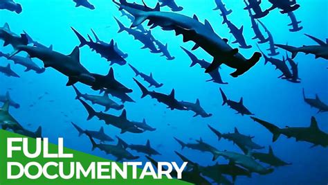 The Wild Pacific - Gigantic Ocean Teeming With Life | Free Documentary ...