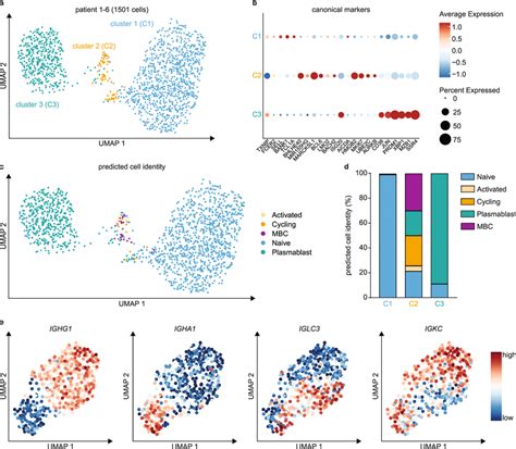 Single Cell RNA Sequencing Of Tumor Infiltrating B Cells A UMAP