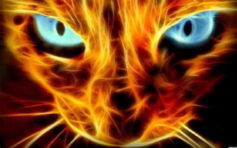 Fire Cat Wallpapers - Top Free Fire Cat Backgrounds - WallpaperAccess