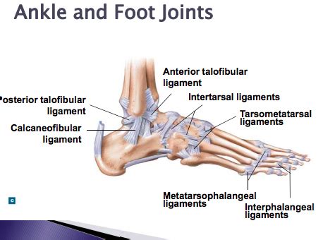 Ankle And Foot Ligaments Diagram Quizlet